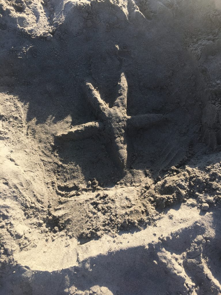 our sand starfish
