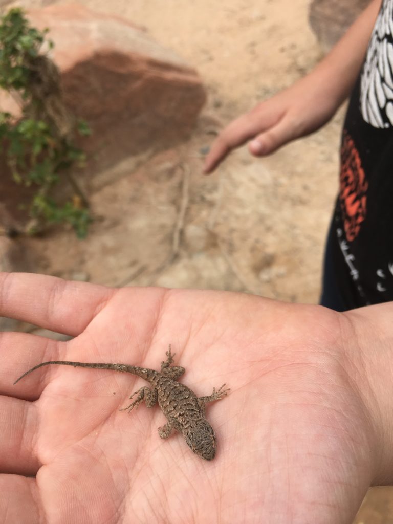 Macy holding a tiny lizard at Zion NP
