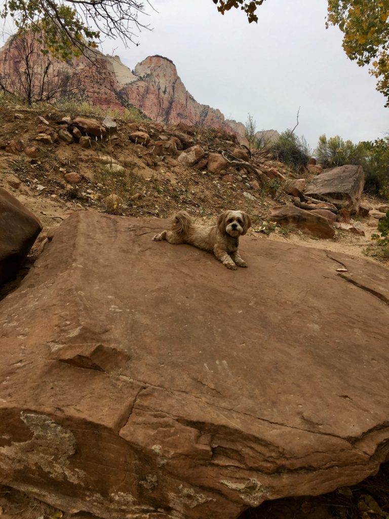 Milo loved exploring with us! Chillin on a rock at Zion NP