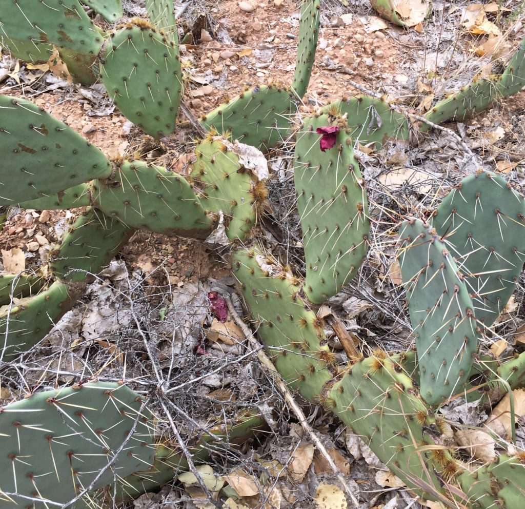 Cactus at Zion National Park